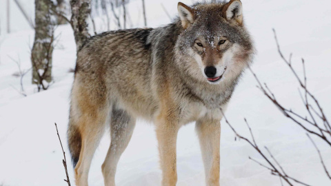 Un ejemplar de lobo euroasiático.