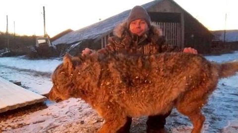 El granjero de Novotrotskoye, en el Óblast Autónomo Hebreo, en el Extremo Oriente ruso, posa con la loba que mató con sus propias manos en venganza por la muerte de un caballo y dos de sus perros. La foto fue tomada por otro vecino del asentamiento y d