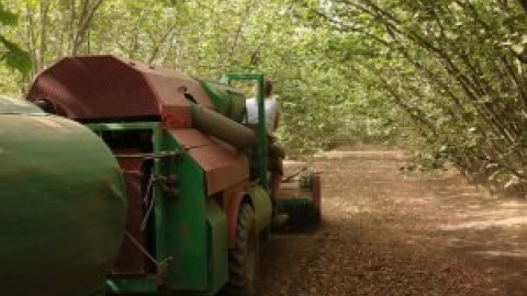 La Catalunya donde la sequía persiste: los cultivos de frutos secos y viñedos del Camp de Tarragona, al límite