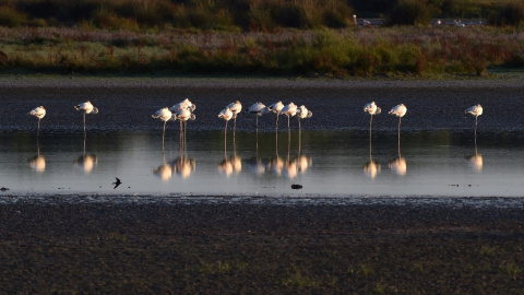 Vista de un grupo de flamencos en el Parque Nacional de Doñana.