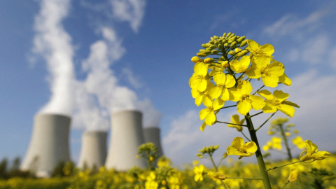 un campo de mostaza frente a las torres de enfriamiento de la planta de energía nuclear de Temelin, en la República Checa.