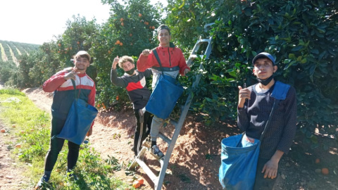 Ayoub, Yawad, Brahim y Oussama recogen naranjas en una finca de Huelva.