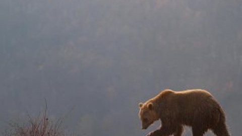 Cazadores hieren a un oso pardo durante una batida de jabalíes en Cantabria