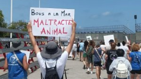 Lanzar toros al mar, una brutal práctica que los animalistas valencianos exigen suprimir