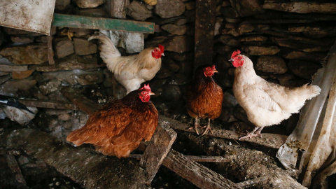 Foto de archivo de varias  gallinas en un corral, a 6 de marzo de 2024, en Bóveda, Lugo, Galicia (España).