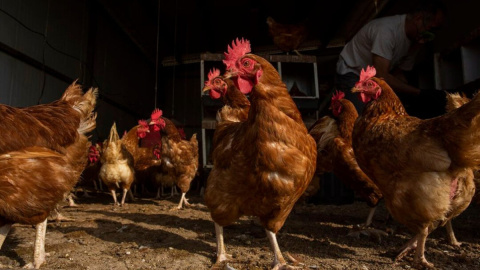 Un segundo foco de gripe aviar en una granja de Guadalajara obliga a sacrificar 150.000 gallinas ponedoras