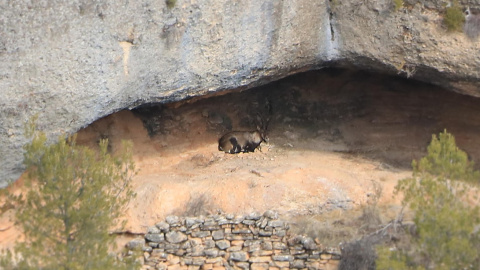 10/02/2023 - Una cabra salvatge al parc natural de la Serra de Montsant.