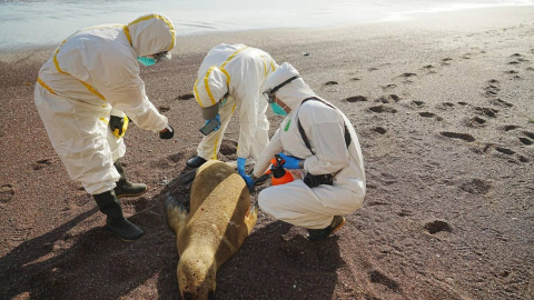 Varios expertos examinan un lobo marino muerto en Peru.