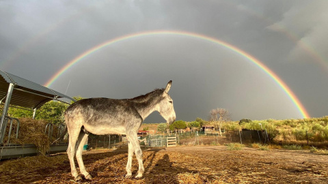 Imagen del burro Sabanero en la protectora Santuario Vegan, en la Comunidad de Madrid.