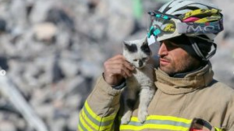 El gato Enkaz, rescatado entre los escombros del terremoto en Turquía, no se despega del bombero que lo salvó