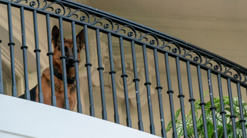 El perro comandante del presidente estadounidense Joe Biden en la Casa Blanca, a 30 de septiembre de 2023.