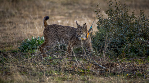 Un lince ibérico con collar de radiomarcaje en la finca de El Borril para ser reintroducido en el área de los Montes de Toledo el 21 de febrero de 2023 en Polán (Toledo).