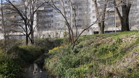 Una família d'ànecs al Rec Comtal, a Vallbona.