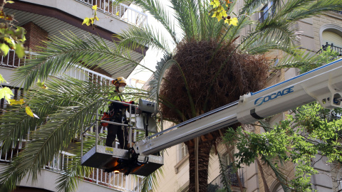 Un tècnic de l'Ajuntament revisa una palmera datilera