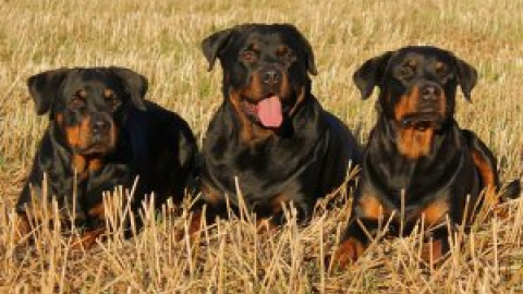 Muere el anciano de 81 años que fue atacado por tres rottweiler en Madrid