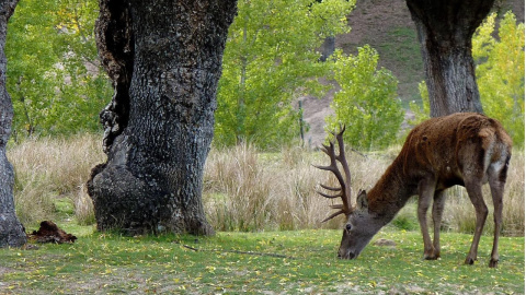 Un ciervo pasta en los montes de El Pardo, en Madrid.