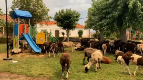 Santiago, ganadero con 130 cabras calcinadas: "Es duro que todo por lo que luchas desaparezca en cinco minutos"