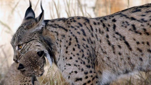 Imagen de archivo de lince ibérico.