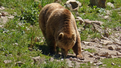 El oso pardo de los Pirineos.