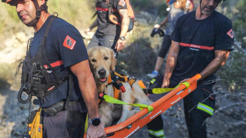 Bomberos durante el rescate del animal.