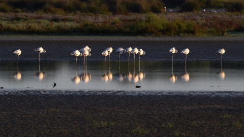 Flamencos en el Parque Natural de Doñana en Huelva, el 30 de junio de 2021.