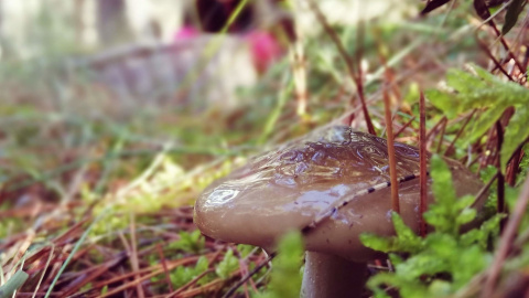 Una llanega negra al bosc