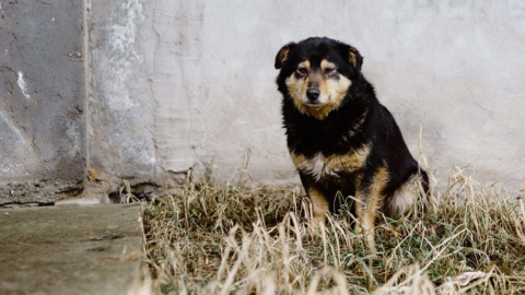 ¿Por qué mi perro tiembla a veces?