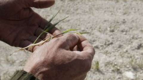 Los agricultores imploran la ayuda del Gobierno ante los daños irreversibles de la sequía