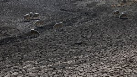 La sequía deja a los animales sin pastos y a los ganaderos al borde de la ruina