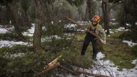 Salvar la Casa de Campo tras Filomena: crónica de una catástrofe ambiental