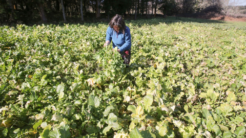 Una mujer recoge grelos durante la temporada final de la recolecta, en una huerta familiar, a 17 de febrero de 2023, en Xermade, Lugo