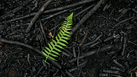 Una hoja yace en tierra quemada.