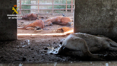 Algunos de los caballos que han sido hallados muertos en una granja de Murcia, 19 de mayo de 2023.