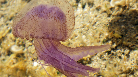 La medusa luminiscente (Pelagia noctiluca) es frecuente en el Mediterráneo.