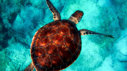 Una tortuga nadando por el fondo marino.