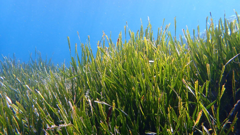 Posidònia oceànica a la costa francesa mediterrània.