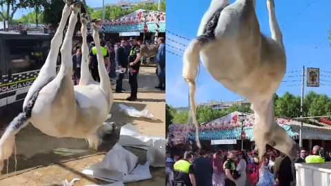 Recogen el cuerpo de la yegua fallecida durante la inauguración de la Feria de Abril en Sevilla, a 14 de abril de 2024.