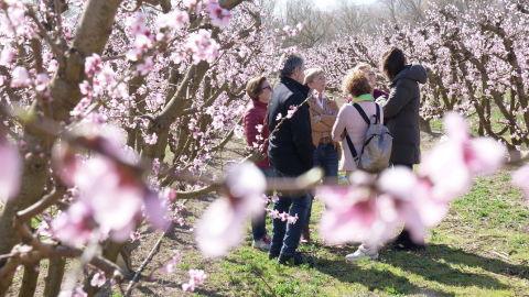 23-3-2023 Camps florits a la Ribera d'Ebre