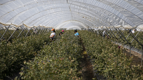 Un grupo de trabajadoras recoge arándanos en una finca onubense.