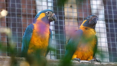 Dos guacamais gorjablaus al Zoo de Barcelona.