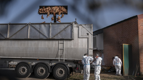 Una excavadora descarga centenares de aves muertas en una granja de Íscar, Valladolid, afectada por un brote de gripe aviar.