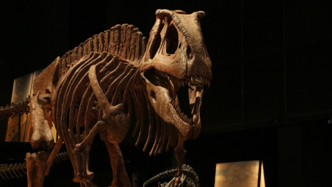 L'exposició ‘Dinosaures de la Patagònia’ al CosmoCaixa