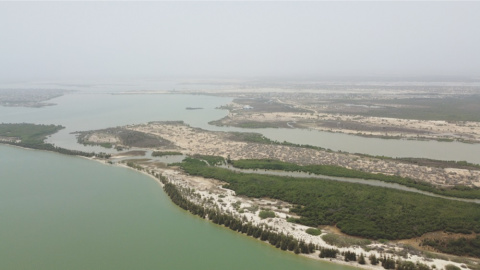 28/11/23 Parte norte de la isla de Doun Baba Dièye, en la que se apreza la reforestacion con casuinas.