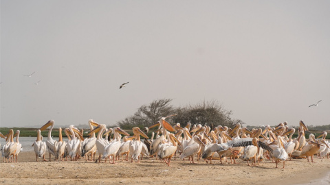 28/11/23 Estuario del río Senegal, una zona de reproducción de pájaros conocida por las grandes concentraciones de pelicanos y águilas pescadoras.