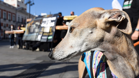 11/02/2022-Un galgo durante una concentración para defender la protección de los galgos, en la Puerta del Sol, a 14 de octubre de 2021, en Madrid, (España).