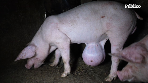 El maltrato de cerdos en una granja ubicada en Quintanilla del Coco, Burgos