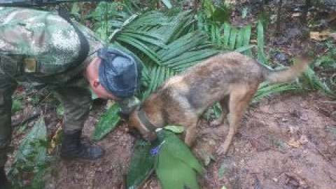 Petro rectifica y afirma que continúa la búsqueda de cuatro niños desaparecidos en la Amazonia tras un accidente de avión