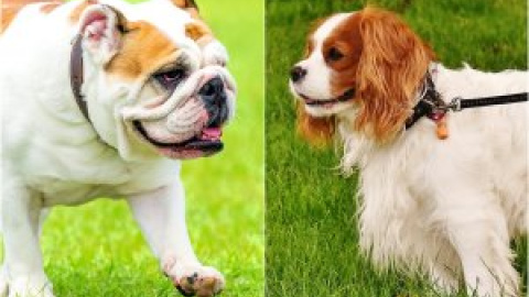 Noruega prohíbe la cría del bulldog inglés y cavalier king charles spaniel por la cantidad de enfermedades que pueden sufrir estas razas