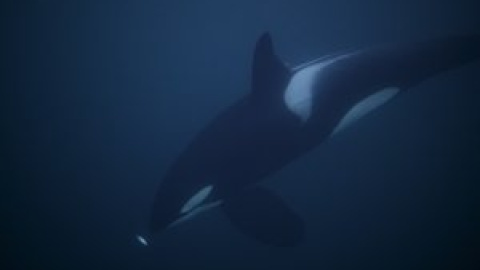 Las orcas se atreven con el mayor animal del mundo, la ballena azul