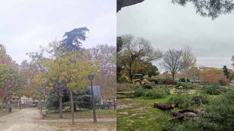 Antes y después de la tala en el parque de Comillas